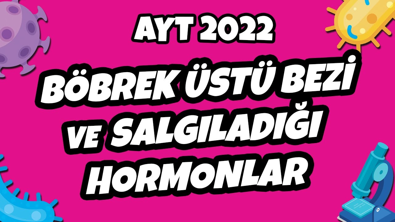 Böbrek Üstü Bezi ve Salgıladığı Hormonlar | AYT Biyoloji 2022 #hedefekoş