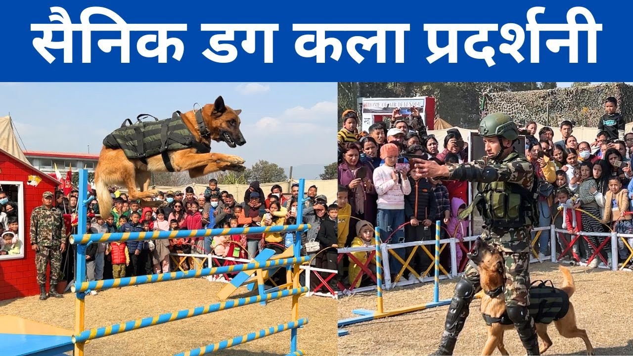 आर्मीको तालिम प्राप्त फौजी कुकुरको कला प्रदर्शन || Nepal Army Dog Dangerous Training || TRAINING