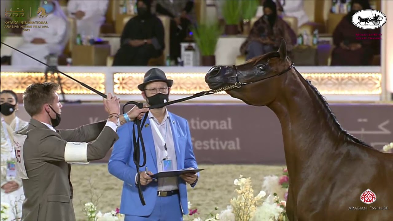 N 45 MARWA AL KHEESA   Katara International Arabian Horse Festival   Fillies 2 Years Old Class 2B