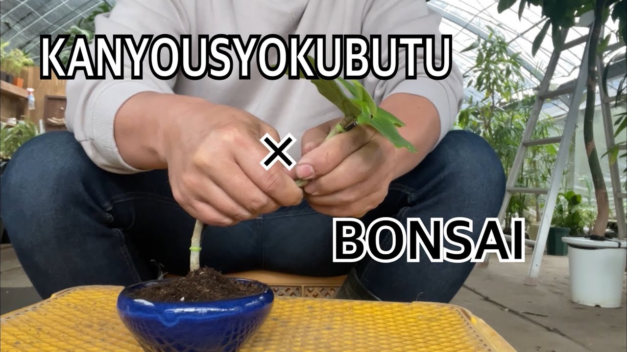 観葉植物×盆栽　KANBON