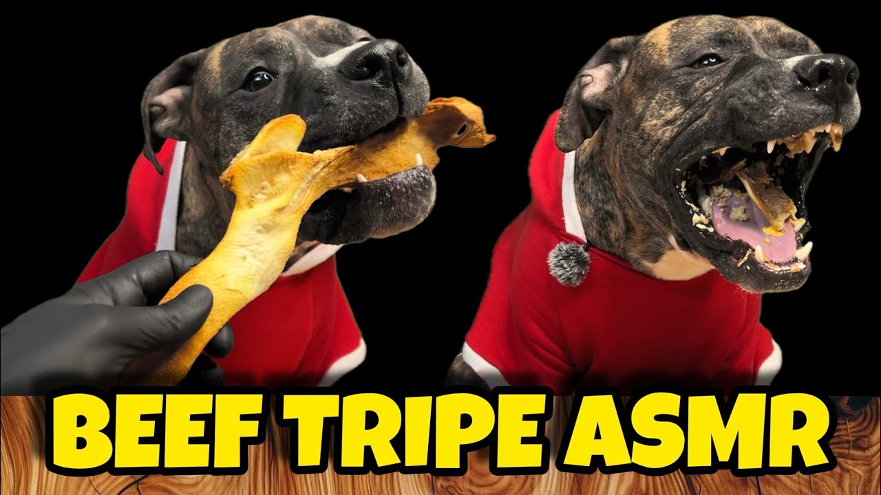 ASMR Mukbang | Doggo the Presa Canario Eating Beef Tripe and More! EP5