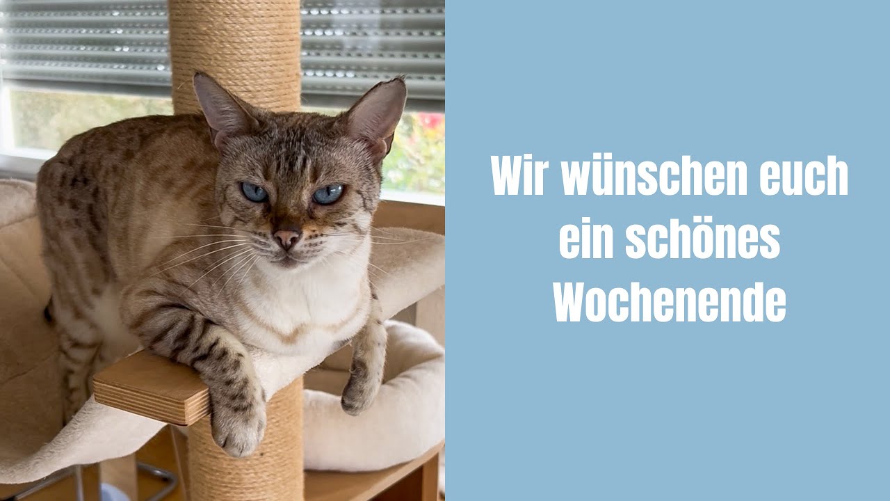 Wir wünschen euch ein schönes Wochenende #katze #katzenvideos #katzenaufyoutube #katzen #bengalkatze