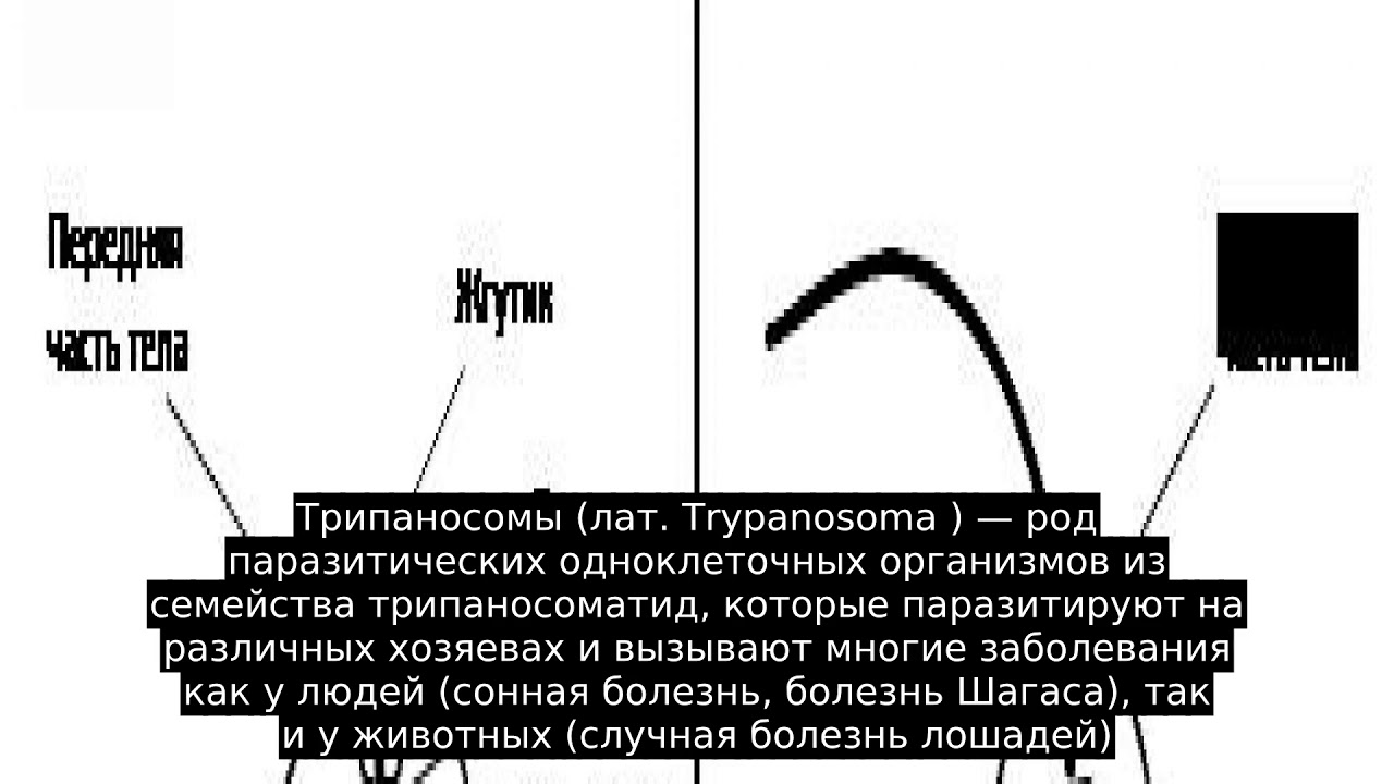 Трипаносомы