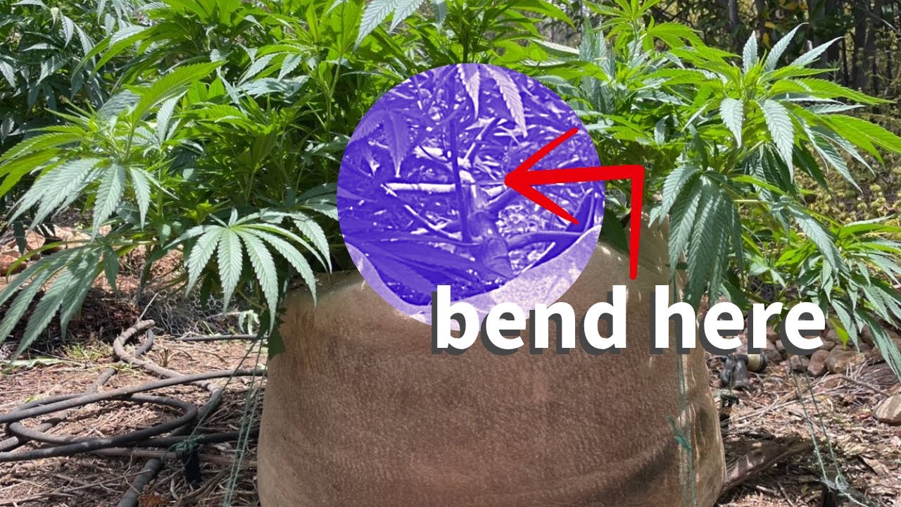 Part 2: Taming, Maintaining and Training The Outdoor Medicinal Cannabis Plant