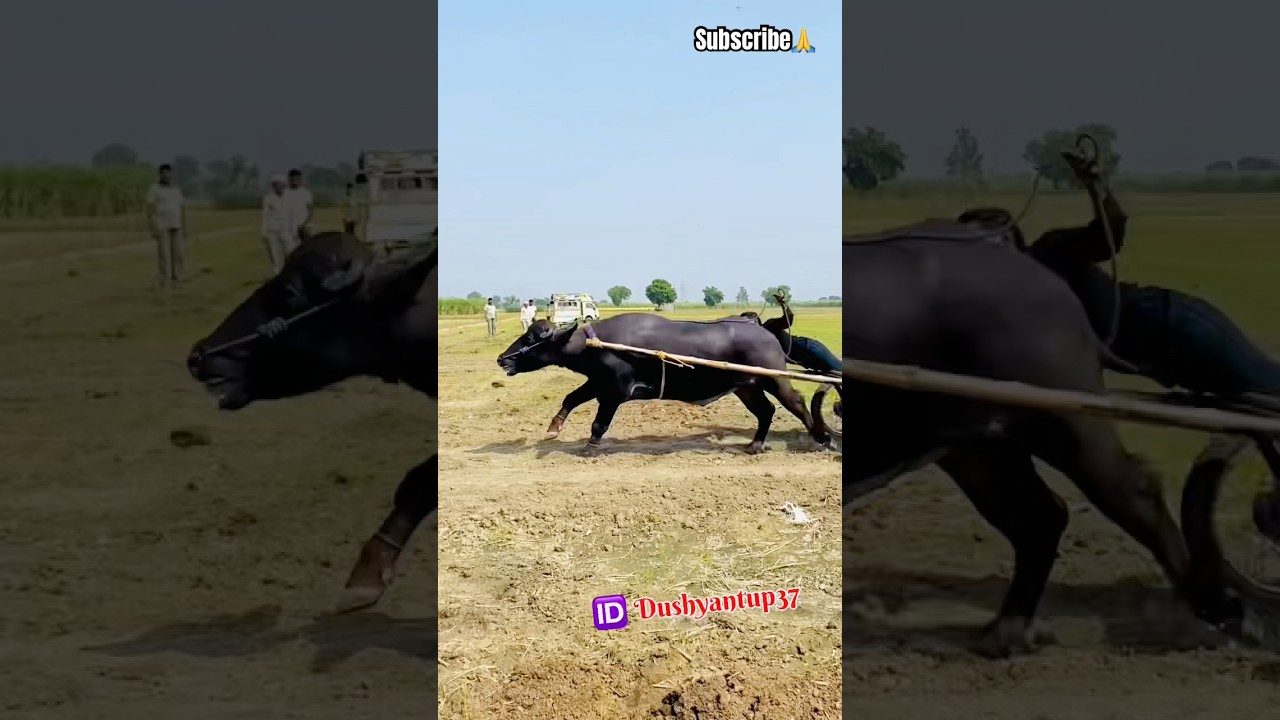 Tunament race #jhota #jhotaracenew #viralvideo #farming #viralvideo #dushyantup37