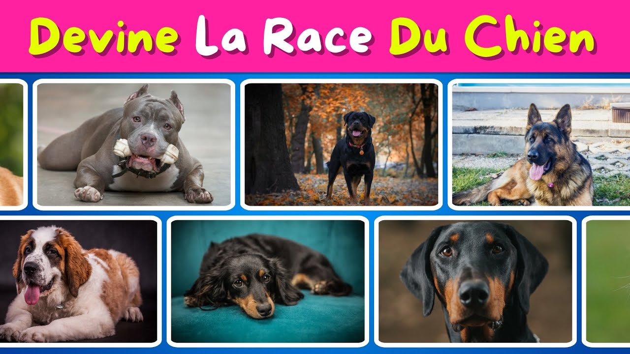 Quiz Devine la Race du Chien 🐶 | Testez vos connaissances sur les races de chiens !