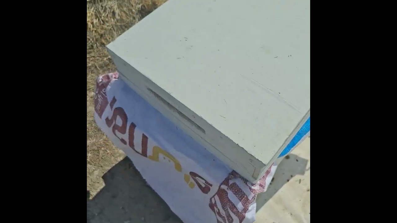 Arılara kış öncesi son bakımlar...