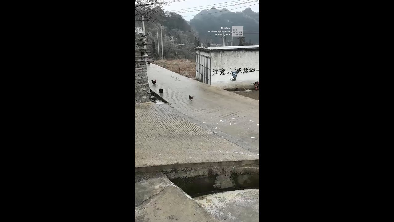 Farmyard Fiasco On Ice