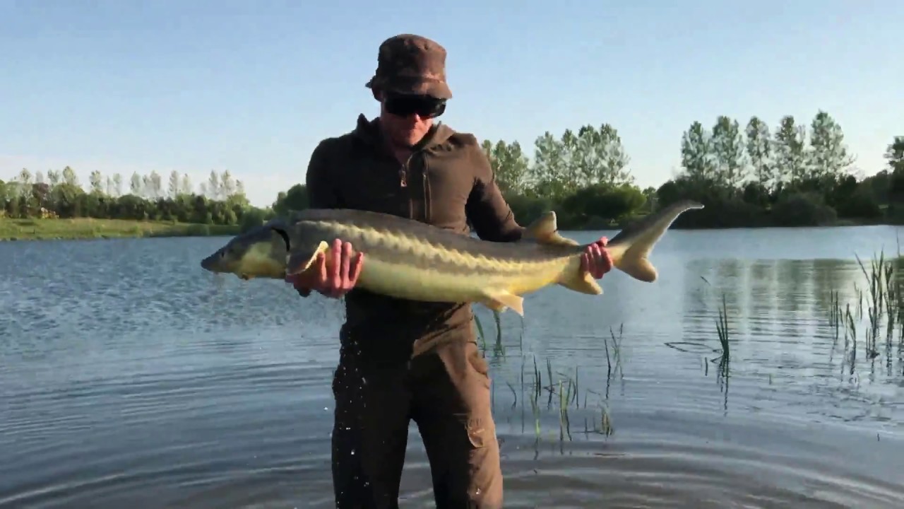 Carpbrothers Roskilde fiskeland sturgeon