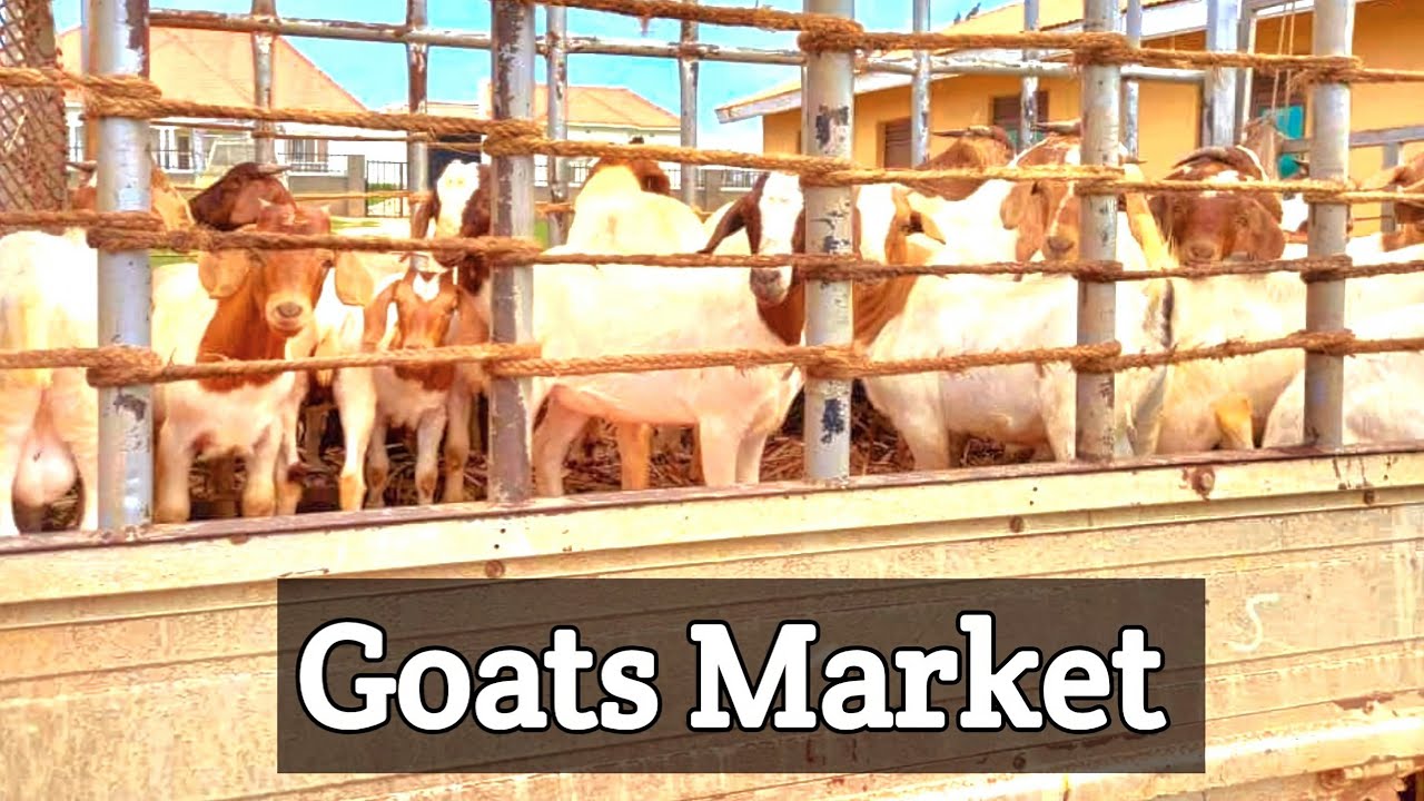 How is the Market of goats in Uganda | Kimd Farm | 2023