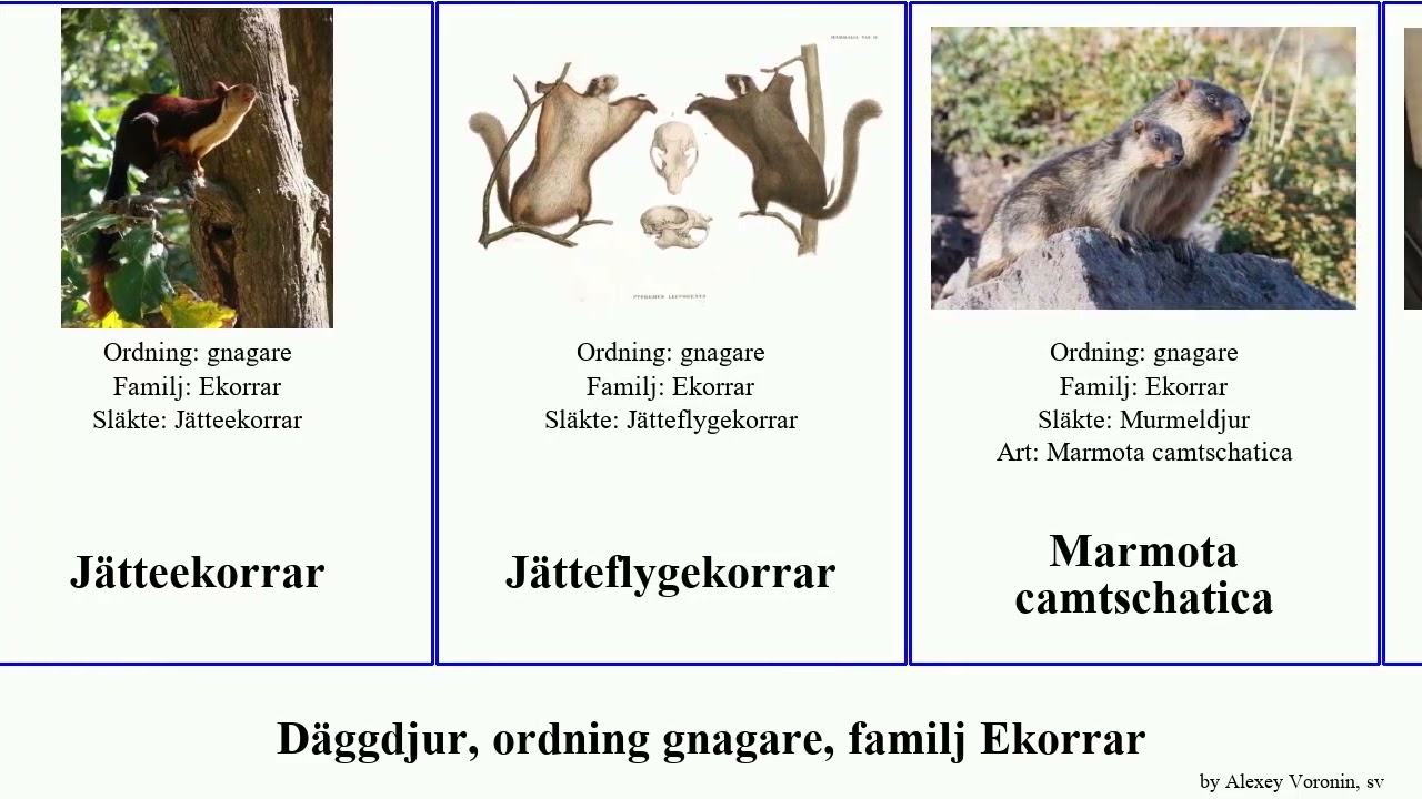 D&auml;ggdjur, ordning gnagare, familj Ekorrar sciurus spermophilus marmota urocitellus sundasciurus