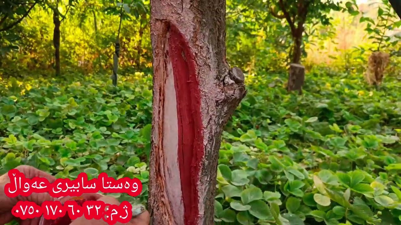 ئەم جوڵەجاڕە تایبەتە بە چارەسەری ئەو درەختانەی کە جیوەی دەرداوە بەهۆی گەستنی خۆرەوە