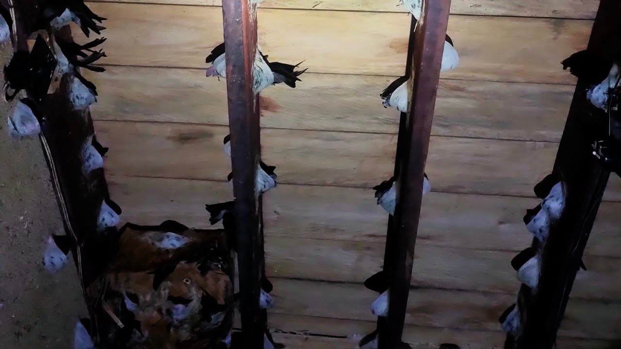 cek gedung walet karena ada kelainan.. koloni datang atau ada hama di dalam ini hasil nya