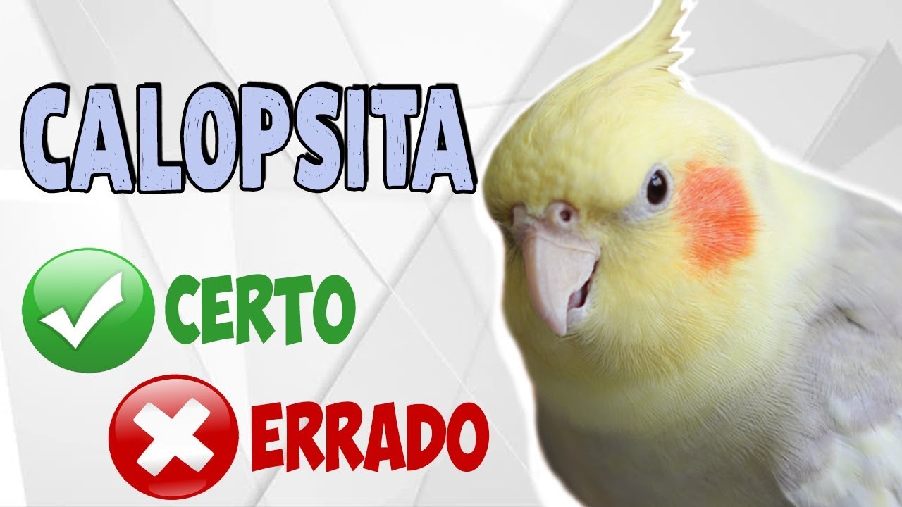 CALOPSITA: CERTO X ERRADO