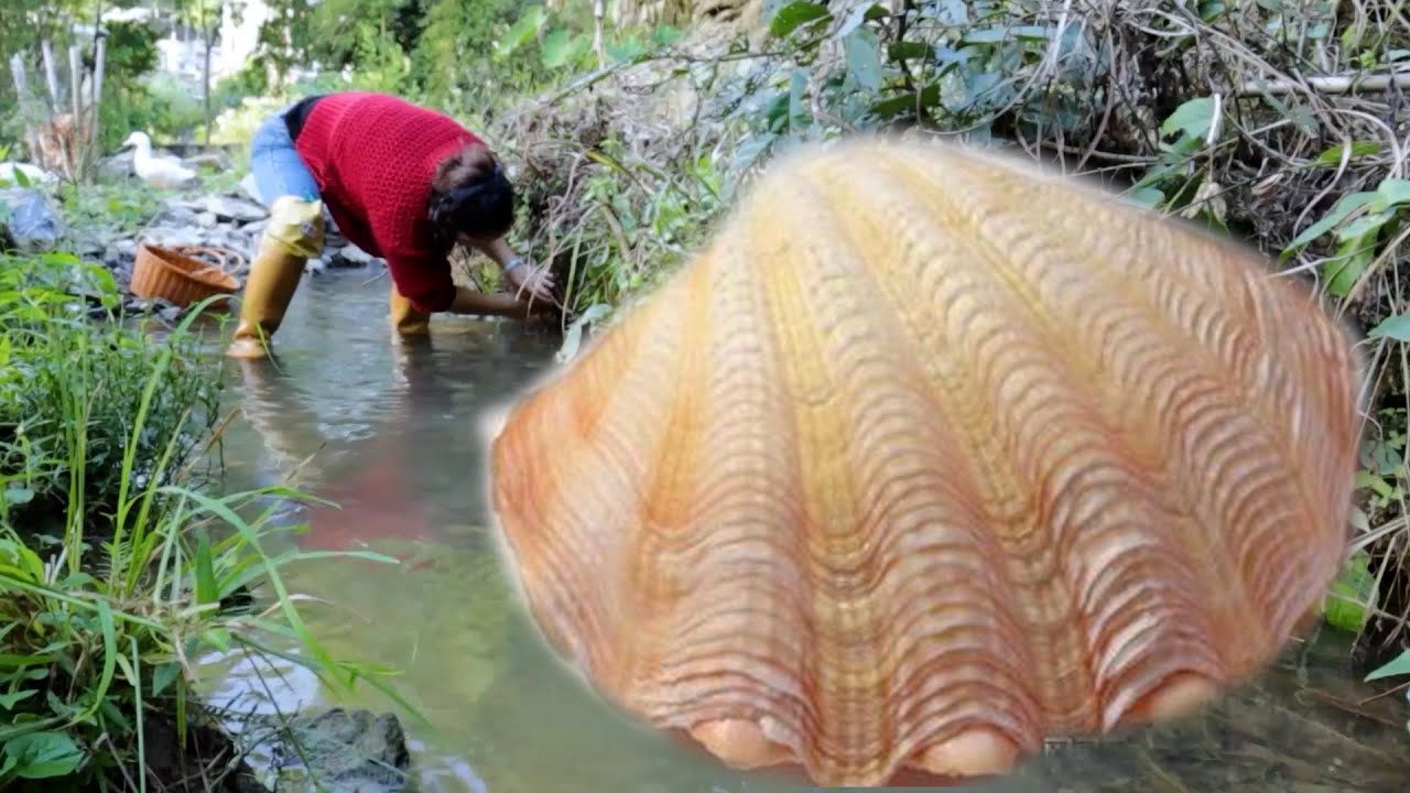 Something is hiding under the stone, and the giant Xishibei's belly is filled with pearls