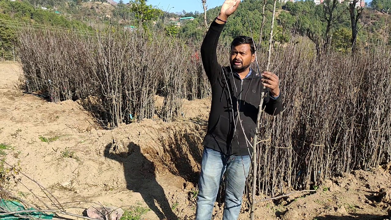 How to Cutting | Feathered Plants | Apple | Planting | Dr YSPUH&F | Solan | HP | Dr Niranjan Singh