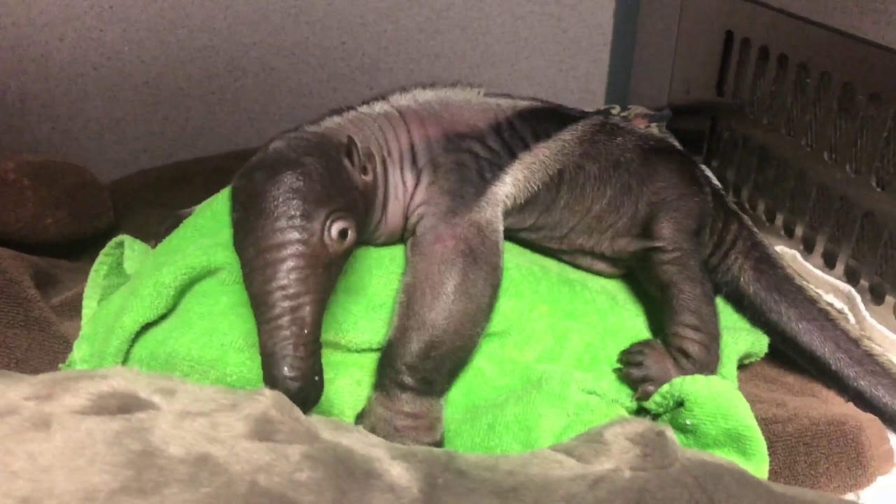 Giant Anteater Baby - Zoo Miami