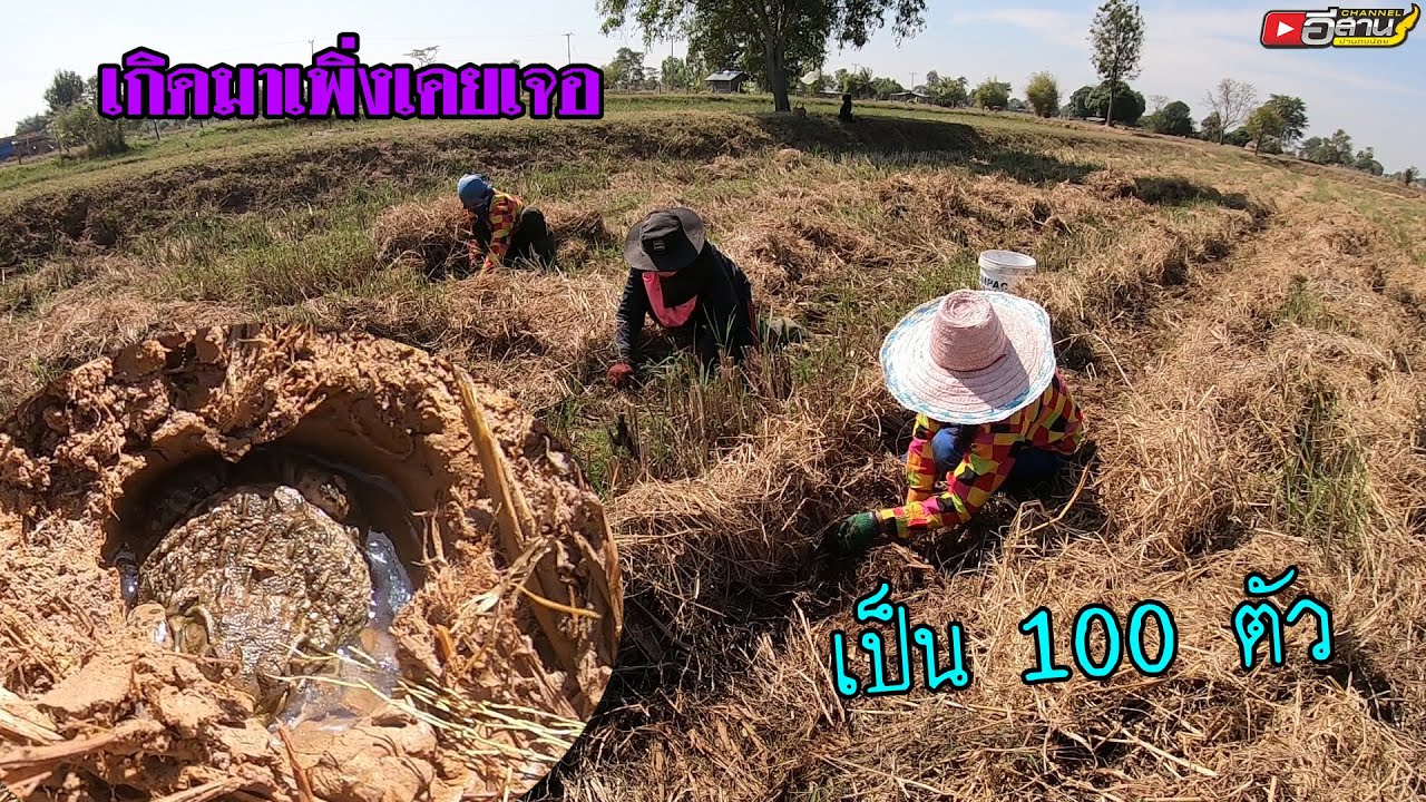 โคตรกบเข้าไง กบจำศีลเยอะที่สุดเท่าที่เคยมีมาไม่ดูถือว่าพลาดมาก!! วิถีชีวิตคนอีสาน