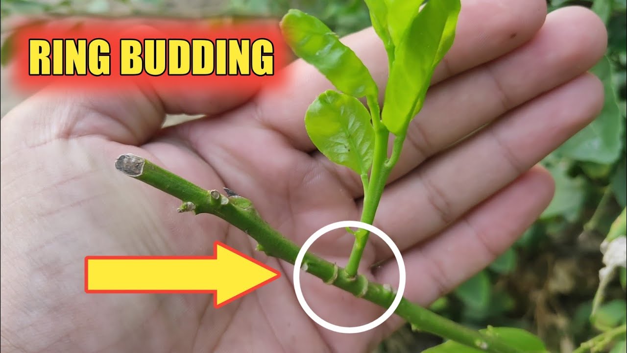 ring budding on lemon plant || ring budding || lemon tree