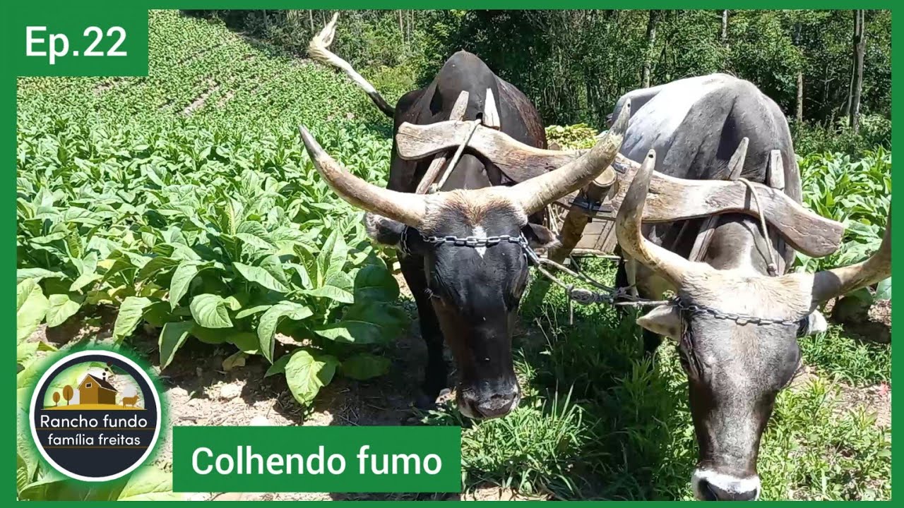 Dia de colheita, colhendo fumo 🍃