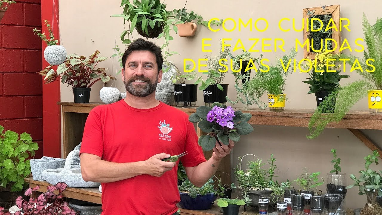 Como Cuidar e Fazer Mudas de Suas Violetas