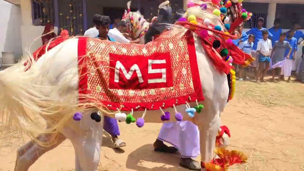 MS HORSE DANCE 🐴