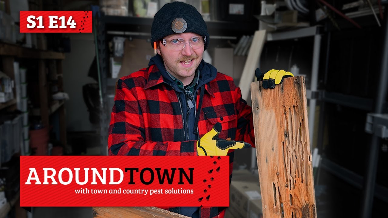 Don't Let Carpenter Ants Damage Your House | Around Town