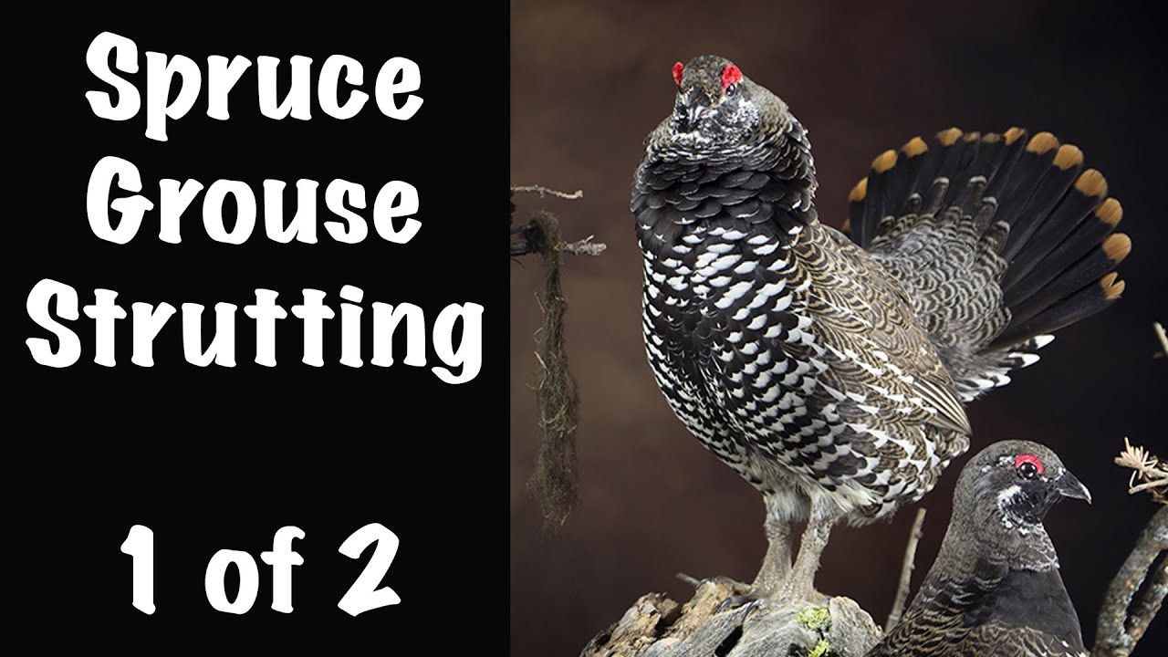 Attaching the real Skull. Spruce Grouse Strutting. Art of Taxidermy,