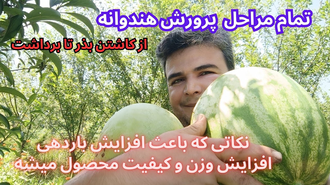 چطوری هندوانه بکاربم تا بیشترین محصول را بده/تمام این مراحل رو درست انجام بدید