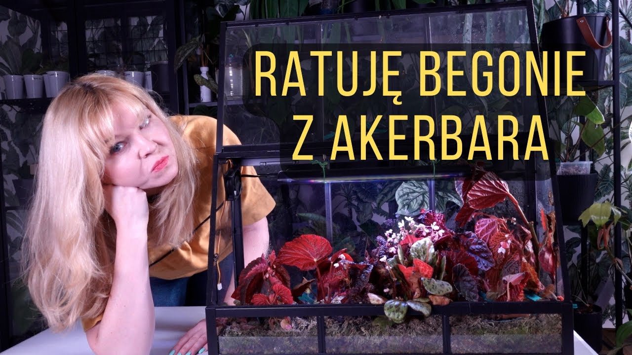 Ratuję begonie z witrynki Akerbar - to nie jest film dla ludzi o słabych nerwach