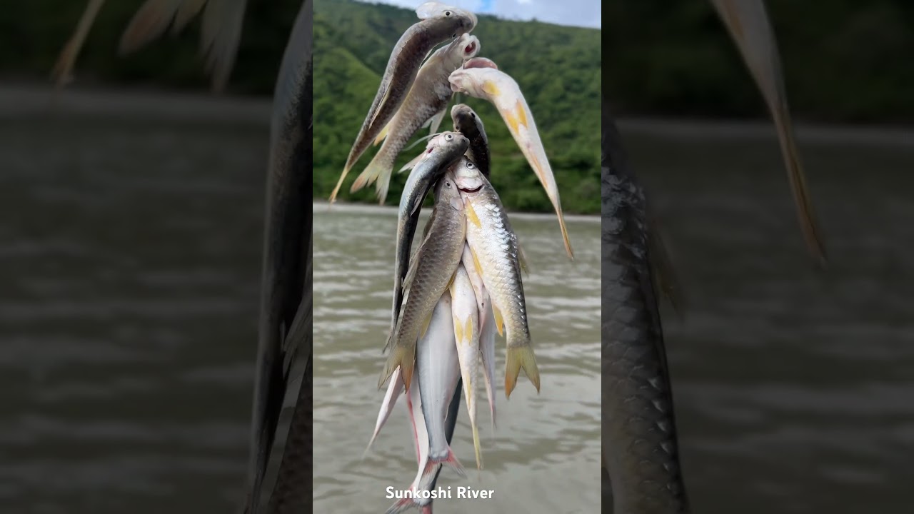 #fishing #bassfishing #youtube Sunkoshi River