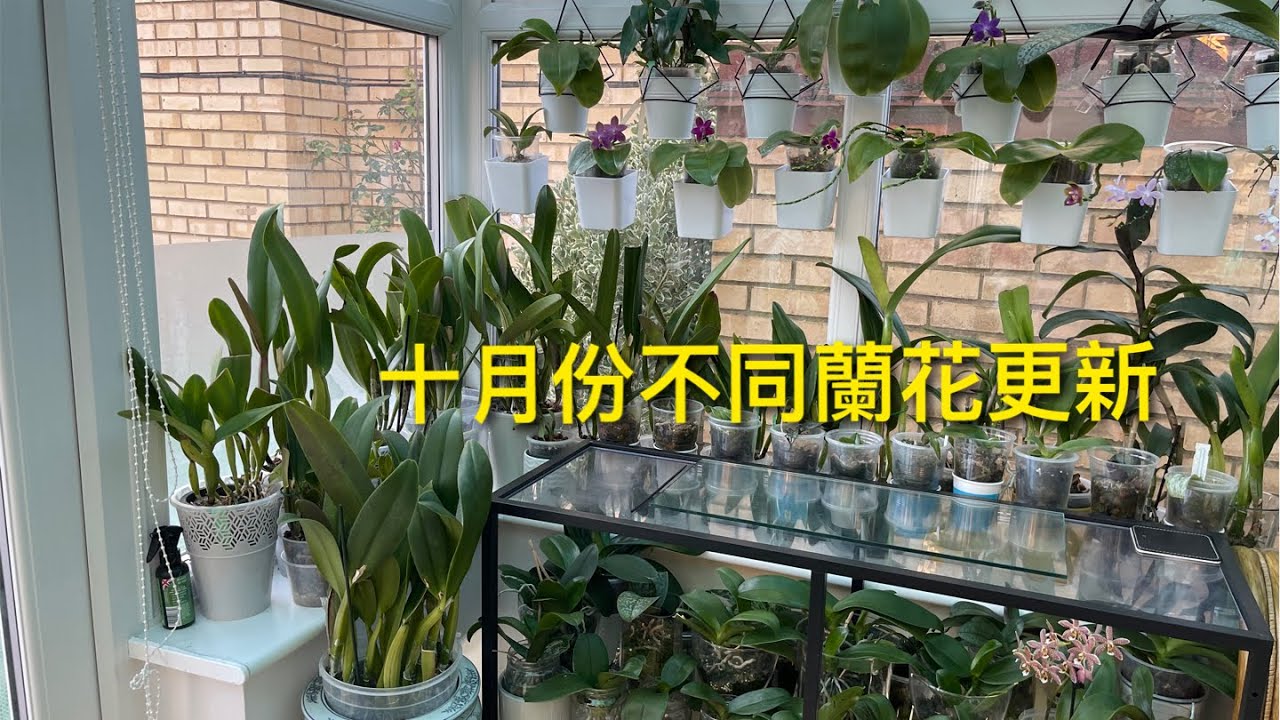 24年10月份￼不同蘭花更新 5- 10月24年