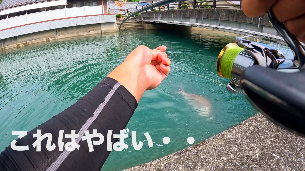とある小さな河川でとんでもない巨大魚が・・【広島県】