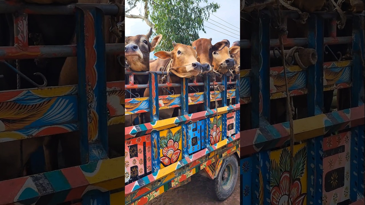Data cow #shorts