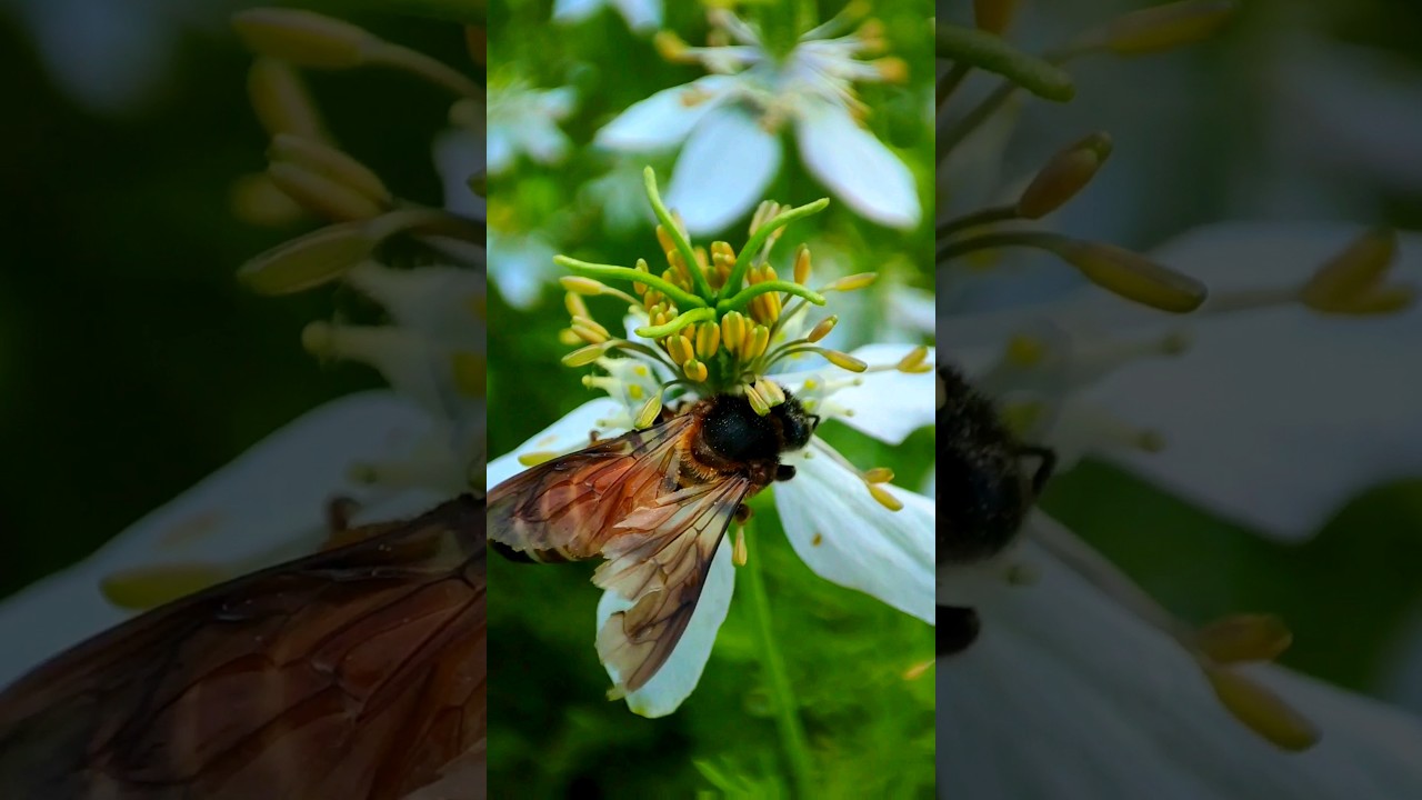 macro photography | macro flower #shorts #shortvideo #macro