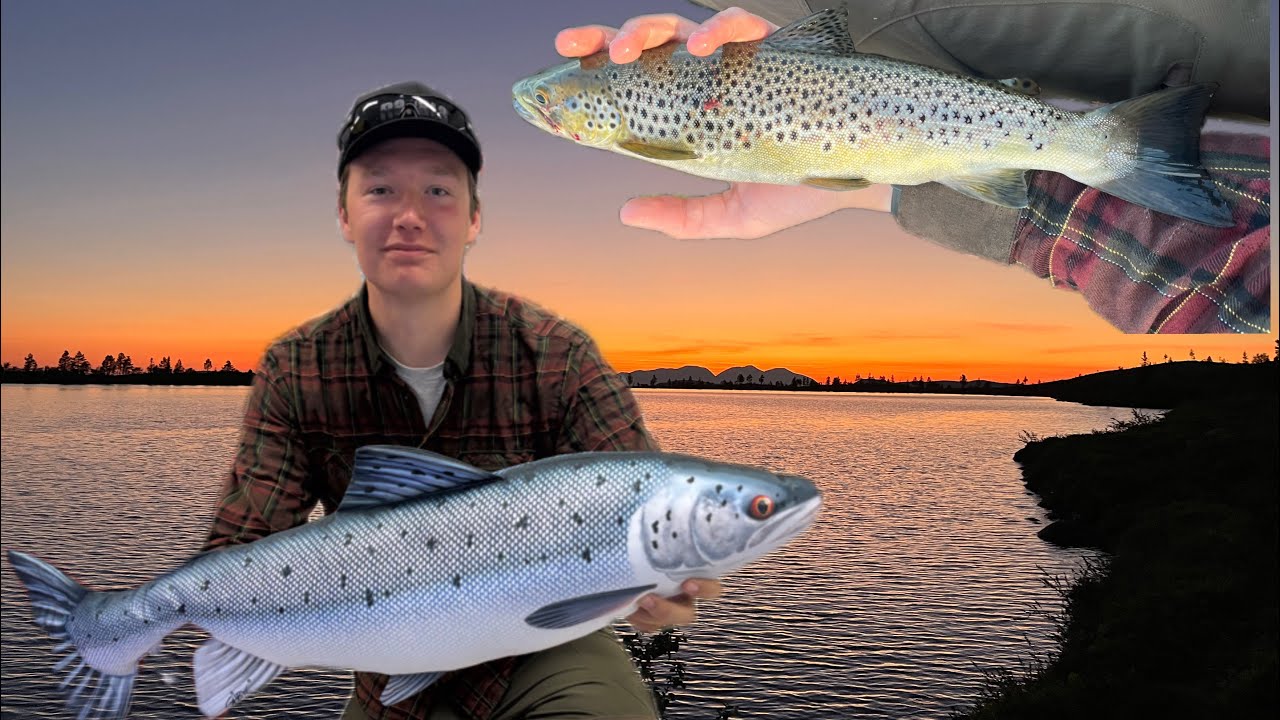 Fjellfiske etter &oslash;rret | Mountain fishing after trout | In Norway