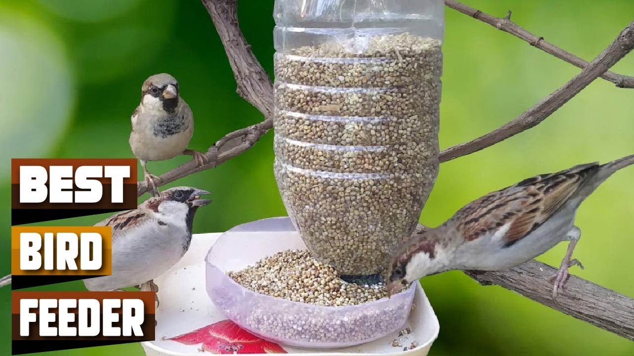 Top 5 Bird Feeders : Best For Ever!