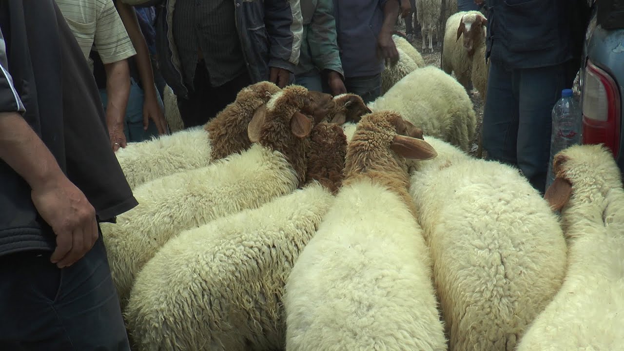 أسعار الأغنام في إنخفاض .. 
