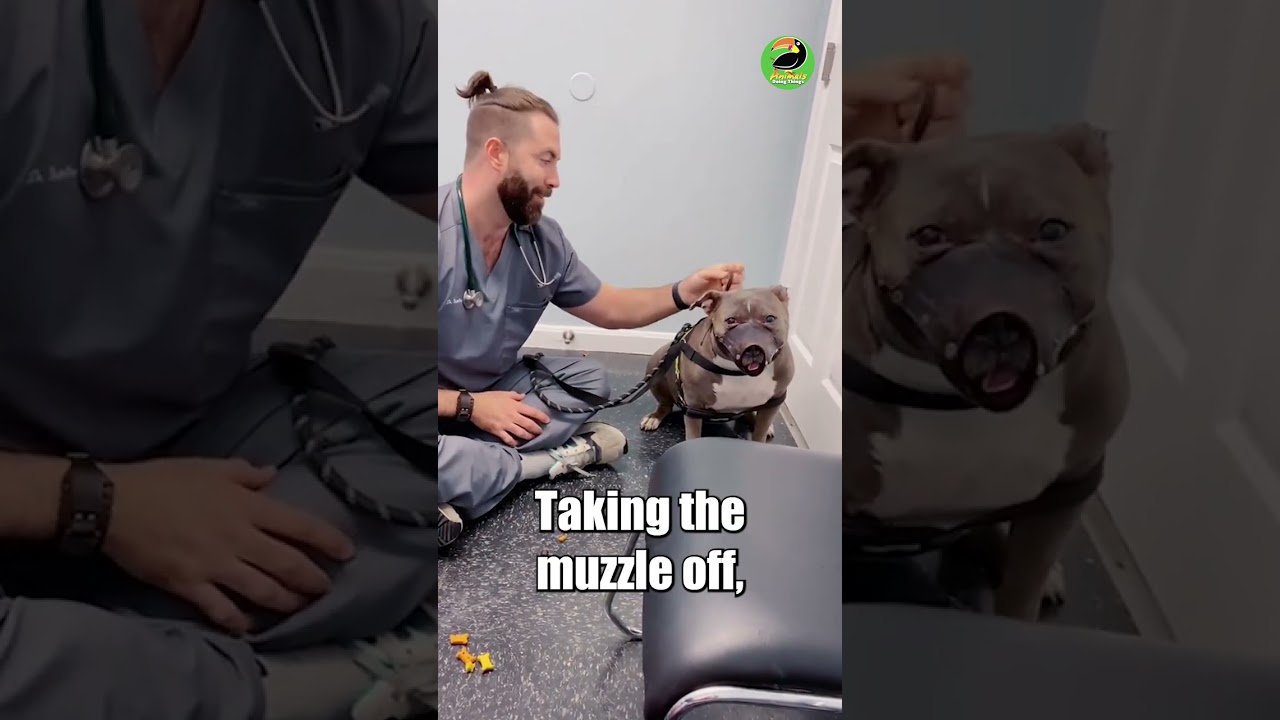 Brave vet takes muzzle off aggressive patient! #dogs #animals