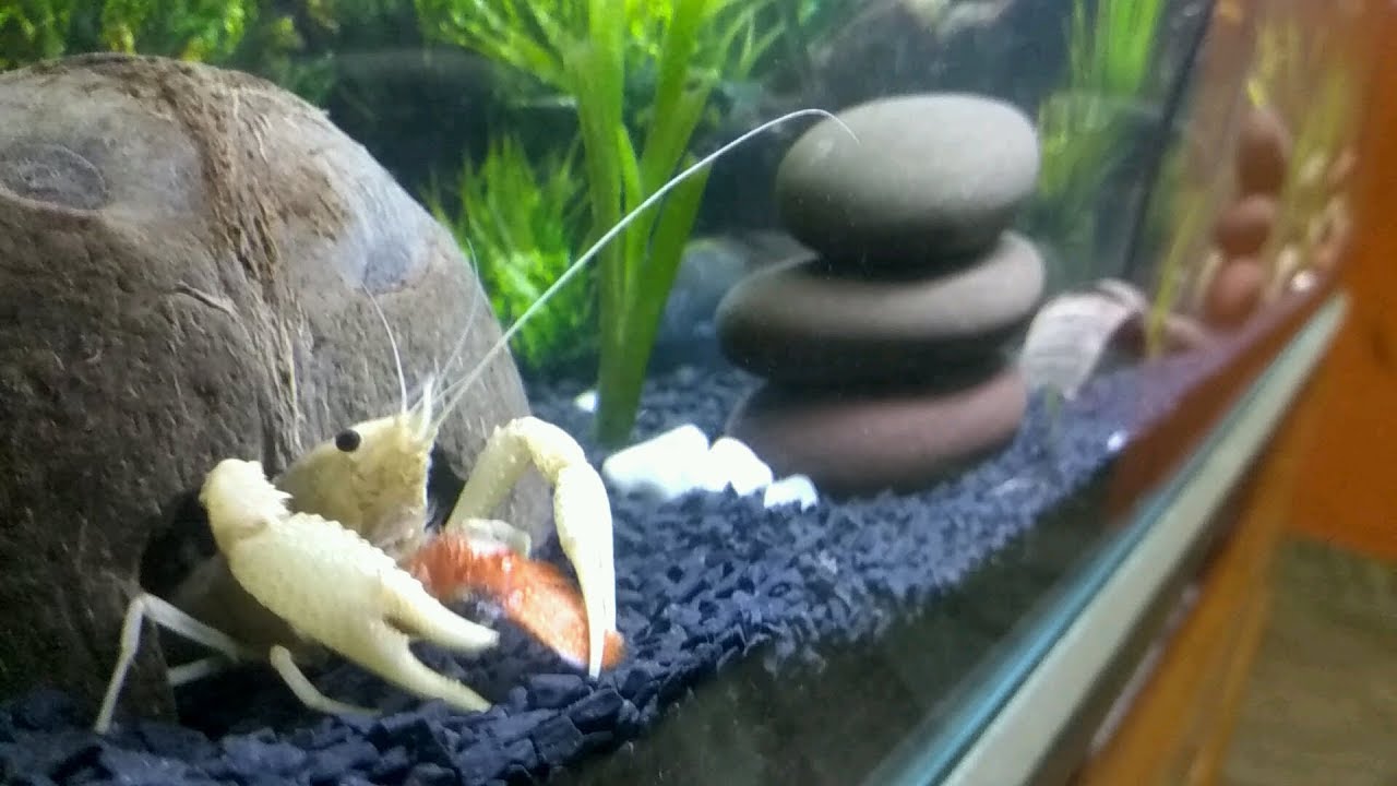 How to take care of Crayfish | General Care and Feeding | Tips