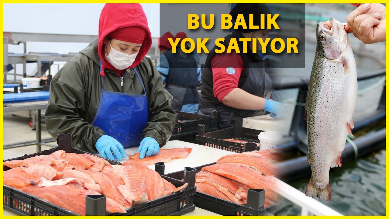 Karadeniz Somonu İhracatı Yüzde 275 Arttı