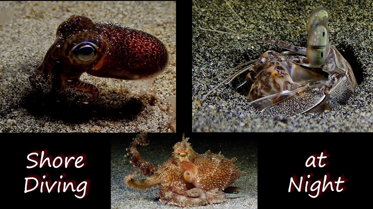 Shore Diving in Kona at Night - Bobtail Squid, Mantis Shrimp, Octopus, Roomba Nudibranch