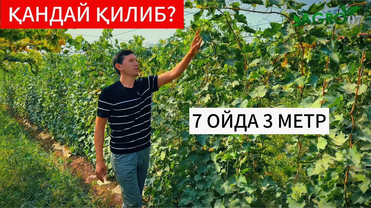 Узум кӯчат таёрлашни сирлари. Бунақасини кӯрмагансиз
