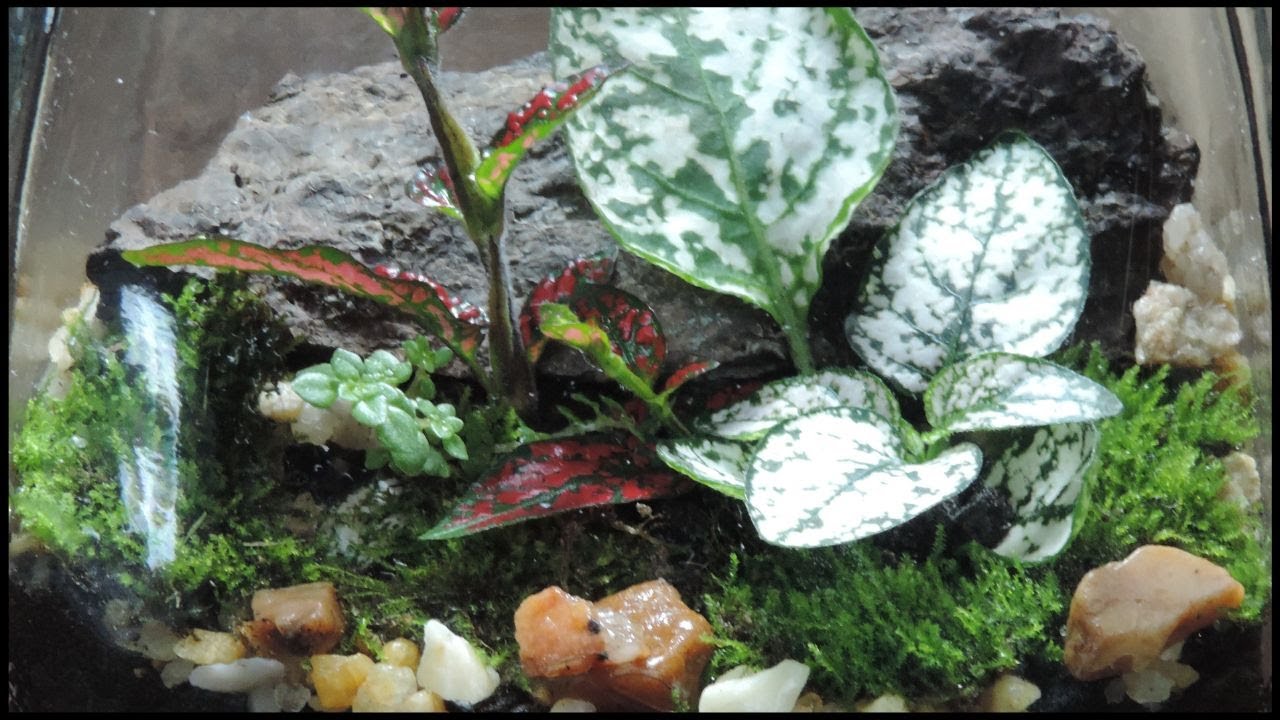 Making a bottle terrarium 