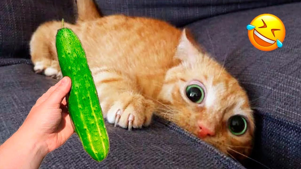 You Laugh You Lose 😂 Funniest Cats and Dogs 2026 😅 Part 2