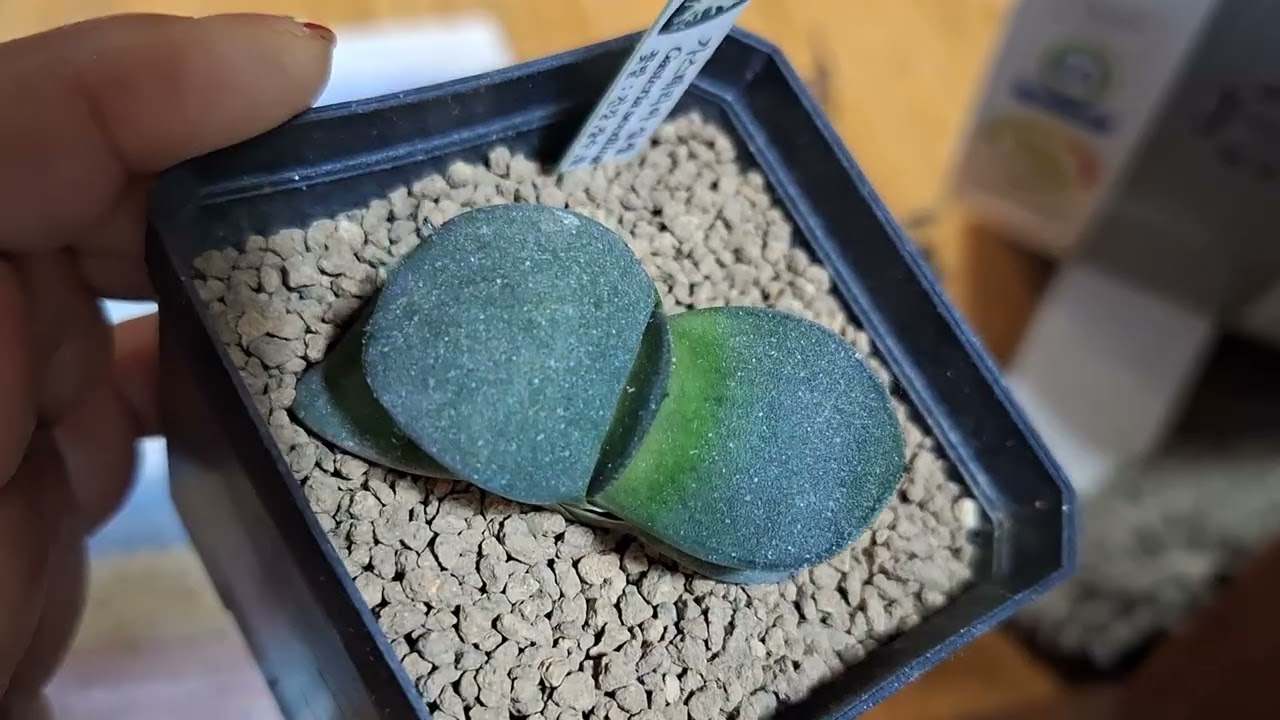 금욜의 사랑이들 인사나눠요🥰🥰🥰