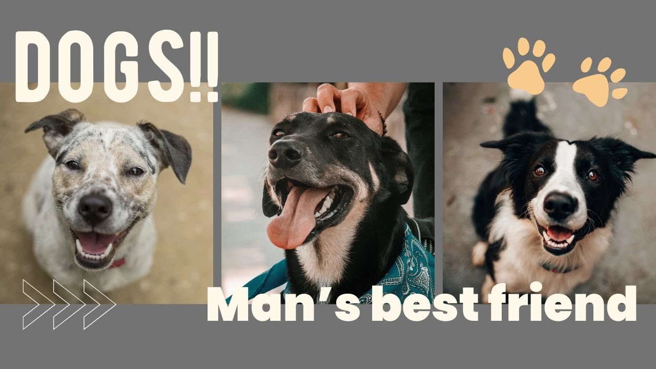 The Incredible World of Dogs: From Wild Wolves to Man’s Best Friend!