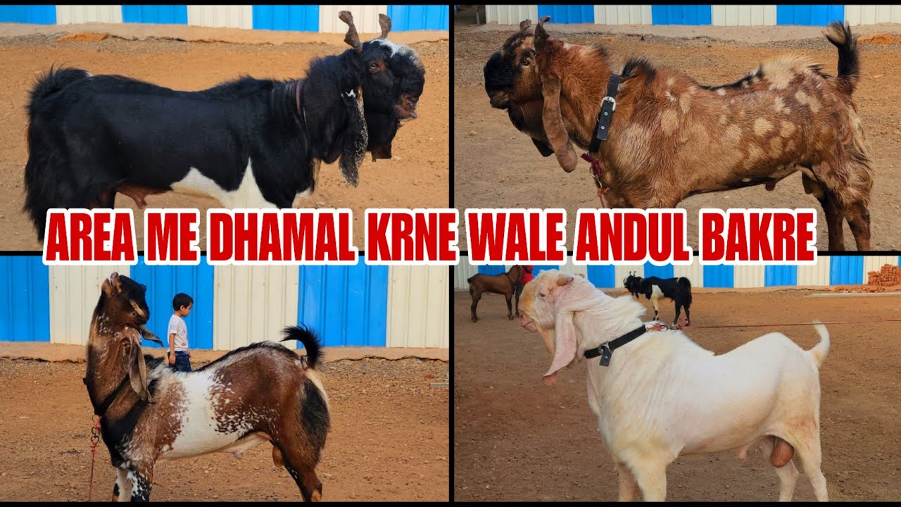 Ark Goat Farm Ka Andul Collection Area  Me Dhamal Krne Wale Bakre Bhiwandi Padgha