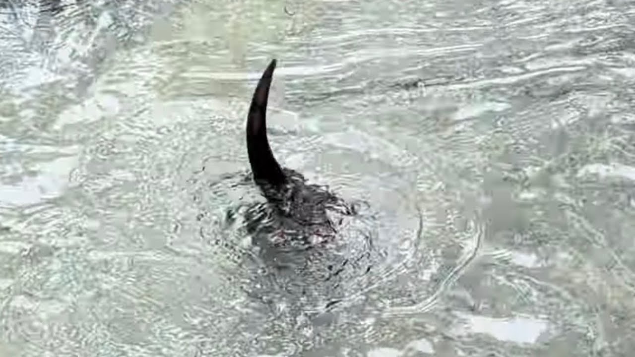 Otters adorable at the Santa Ana Zoo