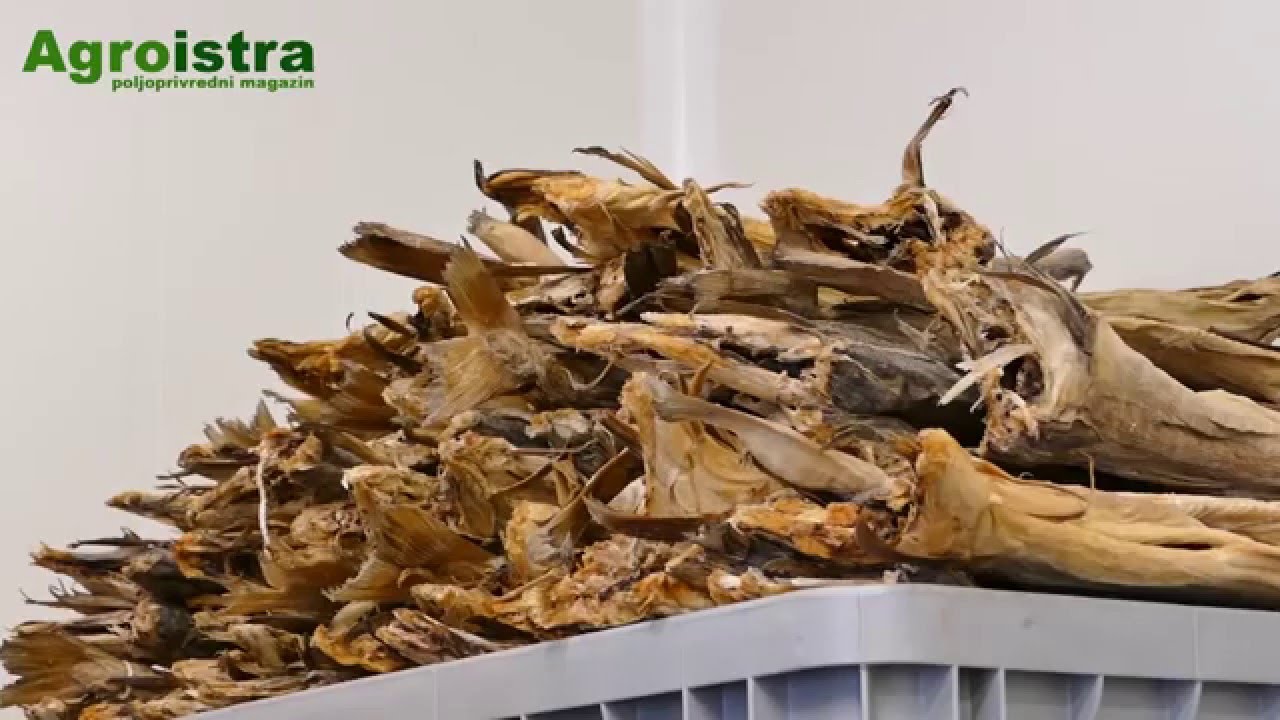AGROISTRA Proizvodnja bakalara
